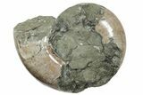 Polished Ammonite (Argonauticeras) Fossil - Giant Specimen! #214773-3